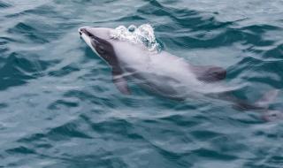 qq梦幻海底世界辅助 qq梦幻海底世界辅助