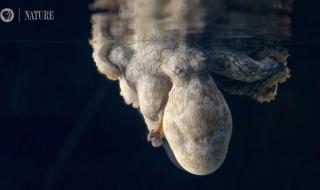 章鱼有多少个大脑