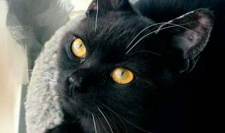 千万不要随便养黑猫 千万不要随便养黑猫