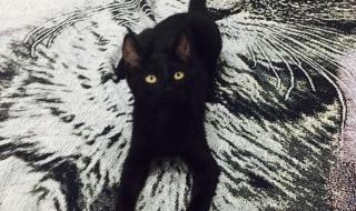 千万不要随便养黑猫 千万不要随便养黑猫