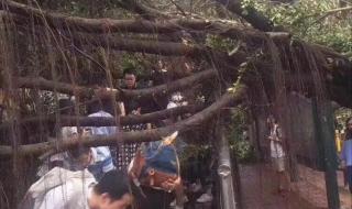 台风的名字怎么来的