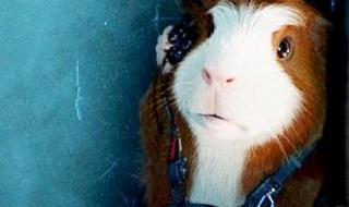 豚鼠特工队好看吗